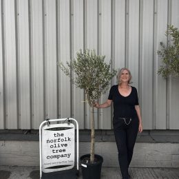 Standard olive tree. Free delivery.