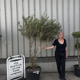 Multi-Stem Terrace & Courtyard Olive Tree | Patio & Rooftop Olive Tree UK |delivery included