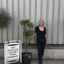 Charming Olive tree. Delivery included.