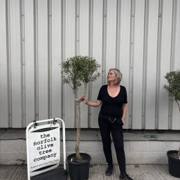 London Olive tree delivery included