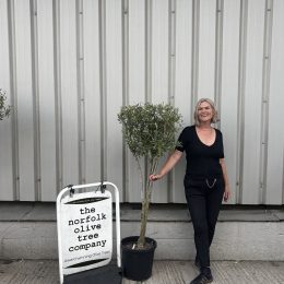 Multi-stem Olive tree. Free delivery.
