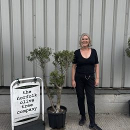 Niwaki cloud pruned Olive Tree - free delivery