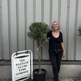 Standard olive tree. Free delivery.