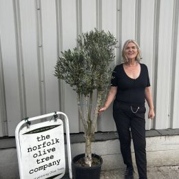 Multi-stem Olive tree. Free delivery.