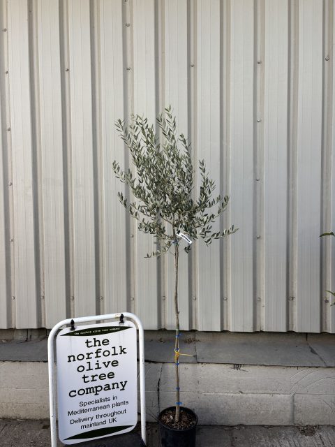 Leccino Olive tree