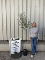 IMG_2817 Leccino Olive tree