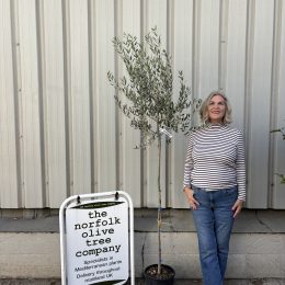 Leccino Olive tree