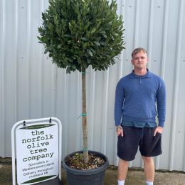 Bay tree standard for sale.