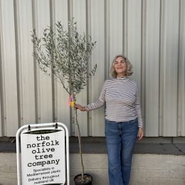 salt-air-tolerant olive tree
