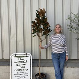 Magnolia Grandiflora ‘Gallisoniensis’ standard delivery included