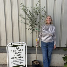 Frantoio Olive Tree – Hardy, self fertile Tuscan variety- delivery included