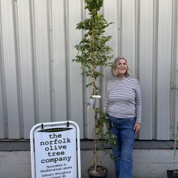 Wisteria sinensis ‘Prolific’ Blue for sale – Fragrant Climber, 2.4m Tall-delivery included