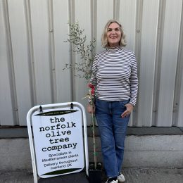 Štorta Olive Tree – Grow Your Own Table Olives | UK- delivery included