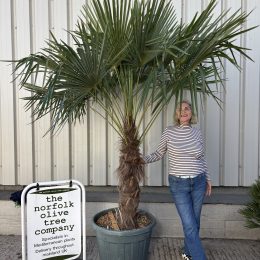 Trachycarpus fortunei – Hardy Windmill Palm Tree UK | Chusan Palm Specimen