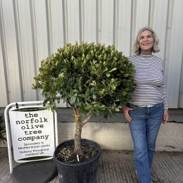 Strawberry Tree (Arbutus Unedo) – Evergreen Mediterranean plant delivery included.