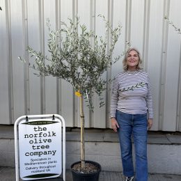 Frantoio Olive Tree – Hardy,Traditional Tuscan variety- delivery included