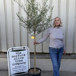Frantoio Olive Tree – Hardy,self-fertile variety- delivery included