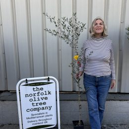 Arbequina Olive Tree – Self-Fertile Olive for UK Gardens - Delivery included