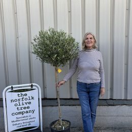 Standard olive tree. Free delivery.