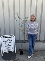 grow your own olive tree UK