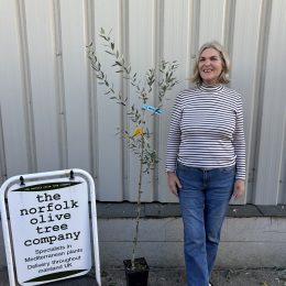 grow your own olive tree UK