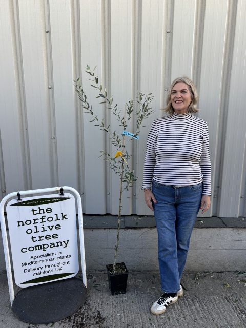 grow your own olive tree UK