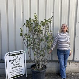 Brown Turkey Fig Tree Multistem | Buy Online UK | delivery included
