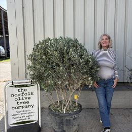 ‘Parachute’ pruned Italian Olive tree-delivery included