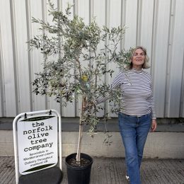 Maurino Olive Tree – Hardy Tuscan Variety | Pollinator & Olive-Producing Tree | Free mainland UK Delivery