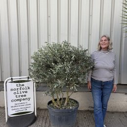 ‘Parachute’ pruned Italian Olive tree-delivery included