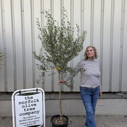 Leccino Olive Tree – Reliable Fruiting & Excellent Pollinator - delivery included