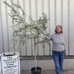 Maurino Olive Tree – Hardy Tuscan Variety | Pollinator & Olive-Producing Tree | Free mainland UK Delivery