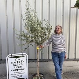 Leccino Olive Tree – Reliable Fruiting & Excellent Pollinator - delivery included