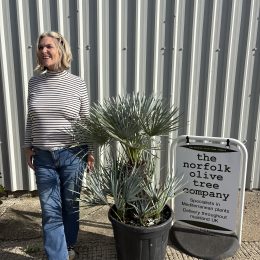 Blue Mediterranean Fan Palm | Chamaerops humilis var. cerifera – mainland UK Delivery included