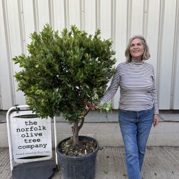 Strawberry Tree (Arbutus Unedo) – Evergreen Mediterranean plant delivery included.