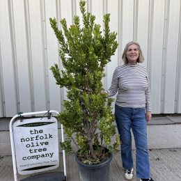 Strawberry Tree (Arbutus Unedo) – Evergreen Mediterranean plant delivery included.