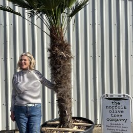 Trachycarpus wagnerianus – Hardy Wind-Resistant Palm Tree UK