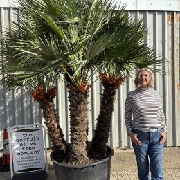 Chamaerops humilis – Hardy Mediterranean Fan Palm Tree UK | Mainland Delivery