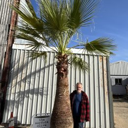 Large Washingtonia Robusta Palm for Sale UK – 2m Stripped Stem Specimen
