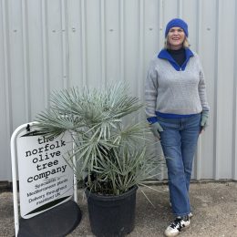 Blue Mediterranean Fan Palm | Chamaerops humilis var. cerifera – mainland UK Delivery included