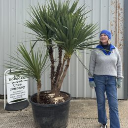 Cordyline ‘Australis’ for sale