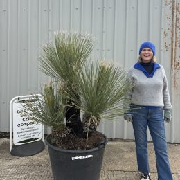 Dasylirion Serratifolium for sale