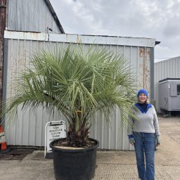 Butia Capitata (Jelly Palm) – Hardy Feather Palm | mainland UK Delivery