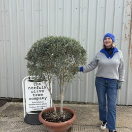 Italian Olive Tree for sale - delivery included.