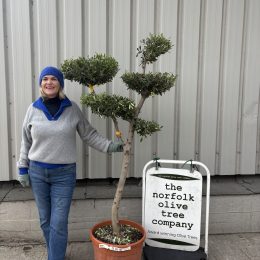 Niwaki cloud pruned Olive Tree - delivery included