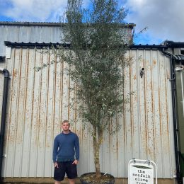 Extra Tall 4 Metre + Multi-Stem Olive Tree (Screening) – Mature Olive Trees for Sale UK