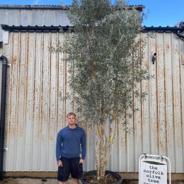 Extra Tall 3 Metre + Multi-Stem Olive Tree (Screening) – Mature Olive Trees for Sale UK