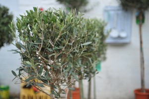 olive trees in pots