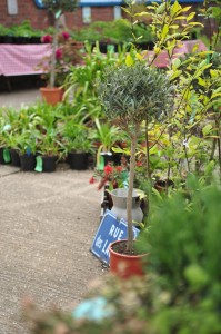 Norfolk Olive Tree Company show garden