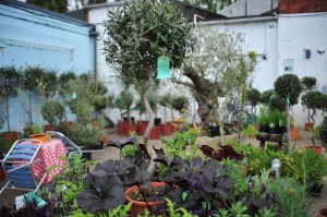 Norfolk Olive Tree Company show garden